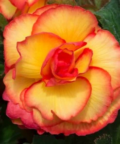 Roots Plants Begonia On Top 'Sunglow' Jumbo Plug Plants