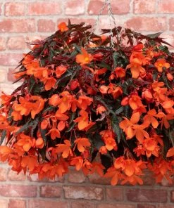 Roots Plants Begonias Begonia 'Rivulet Orange' Jumbo Plug Plants