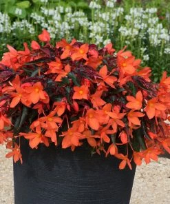 Roots Plants Begonias Begonia 'Rivulet Orange' Jumbo Plug Plants