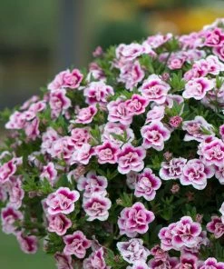 Roots Plants Calibrachoa Can-Can 'Double Pinktastic' Jumbo Plug Plants 12 Roots Plants Calibrachoa Can-Can 'Double Pinktastic' Jumbo Plug Plants