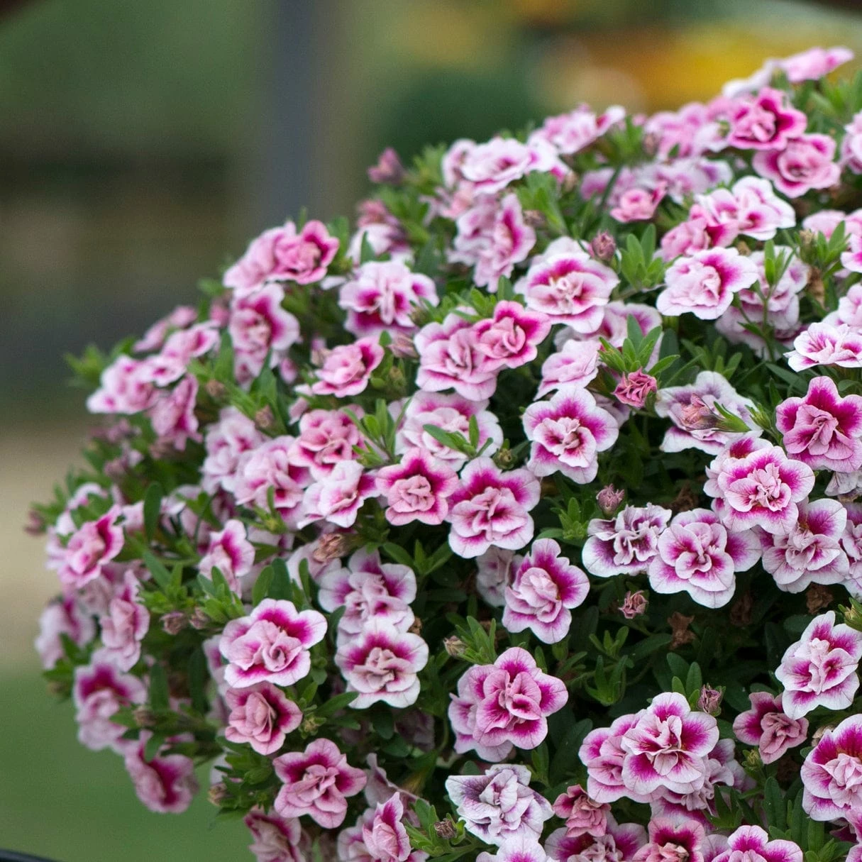 Roots Plants Calibrachoa Can-Can 'Double Pinktastic' Jumbo Plug Plants 7 Roots Plants Calibrachoa Can-Can 'Double Pinktastic' Jumbo Plug Plants