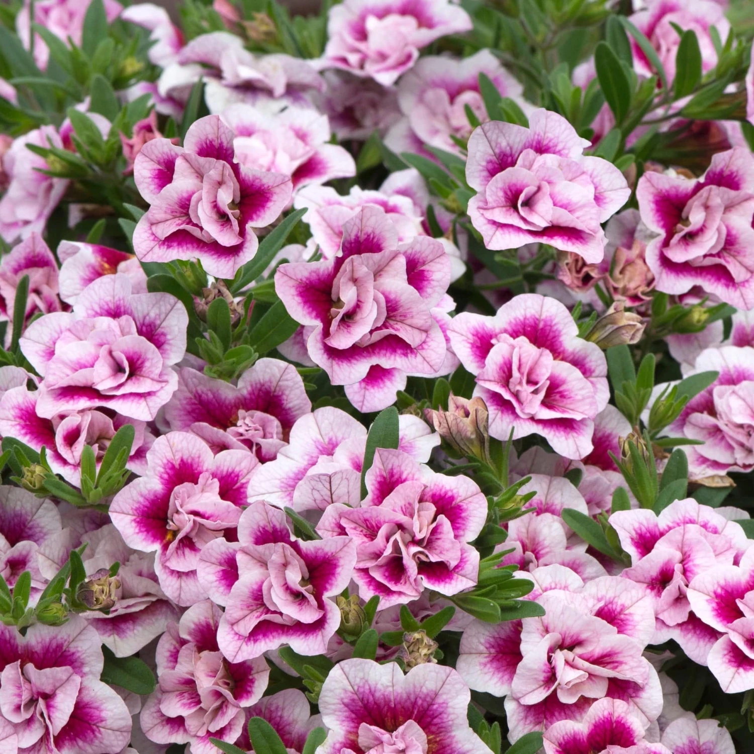 Roots Plants Calibrachoa Can-Can 'Double Pinktastic' Jumbo Plug Plants 6 Roots Plants Calibrachoa Can-Can 'Double Pinktastic' Jumbo Plug Plants