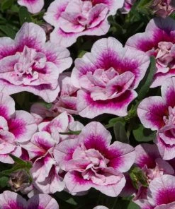 Roots Plants Calibrachoa Can-Can 'Double Pinktastic' Jumbo Plug Plants 10 Roots Plants Calibrachoa Can-Can 'Double Pinktastic' Jumbo Plug Plants
