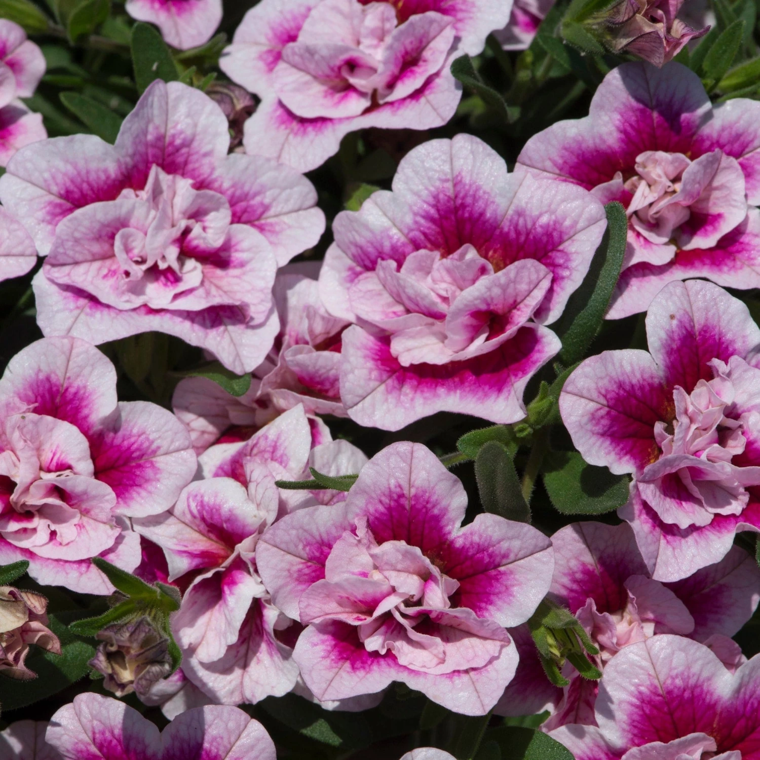 Roots Plants Calibrachoa Can-Can 'Double Pinktastic' Jumbo Plug Plants 5 Roots Plants Calibrachoa Can-Can 'Double Pinktastic' Jumbo Plug Plants