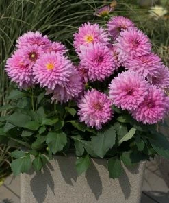 Roots Plants Dahlia Dalina Maxi 'Salinas' Jumbo Plug Plants 9 Roots Plants Dahlia Dalina Maxi 'Salinas' Jumbo Plug Plants