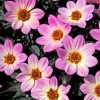 Roots Plants Dahlia 'Happy Days Pink' Jumbo Plug Plants 1 Roots Plants Dahlia 'Happy Days Pink' Jumbo Plug Plants