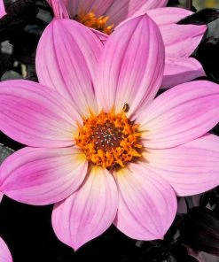 Roots Plants Dahlia 'Happy Days Pink' Jumbo Plug Plants