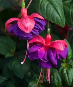 Roots Plants Fuchsias Trailing Fuchsia 'Dark Eyes' Jumbo Plug Plants