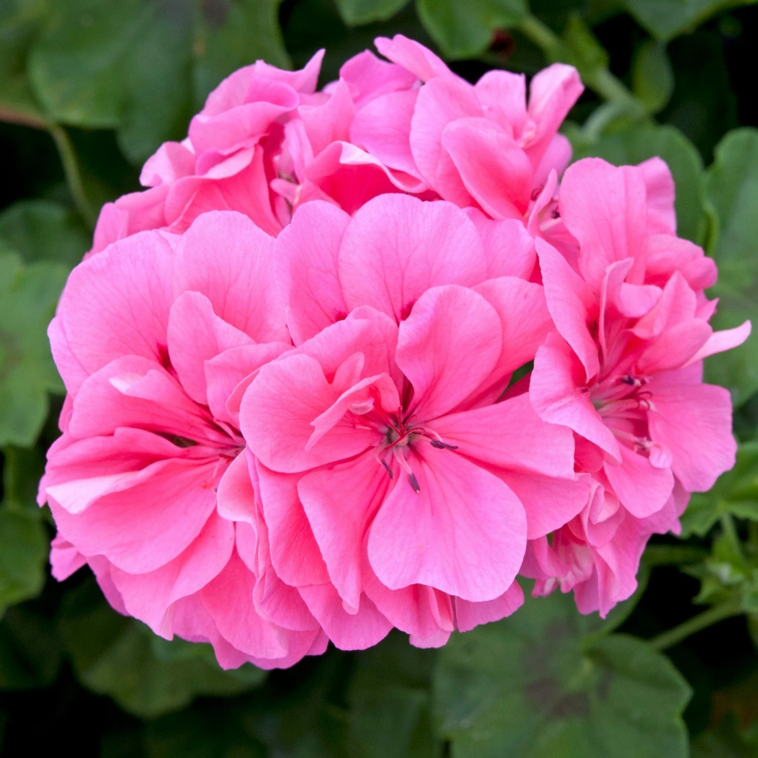 Roots Plants 12 Best Annuals For Potted Plants | Pink And Purple Shades | Jumbo Plug Plants Begonias 5 Roots Plants 12 Best Annuals For Potted Plants | Pink And Purple Shades | Jumbo Plug Plants Begonias