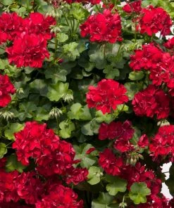 Roots Plants Verbenas 12 Annuals For Hanging Baskets | The Ruby And Sapphire Collection | Geranium, Petunia & Verbena 11 Roots Plants Verbenas 12 Annuals For Hanging Baskets | The Ruby And Sapphire Collection | Geranium, Petunia & Verbena
