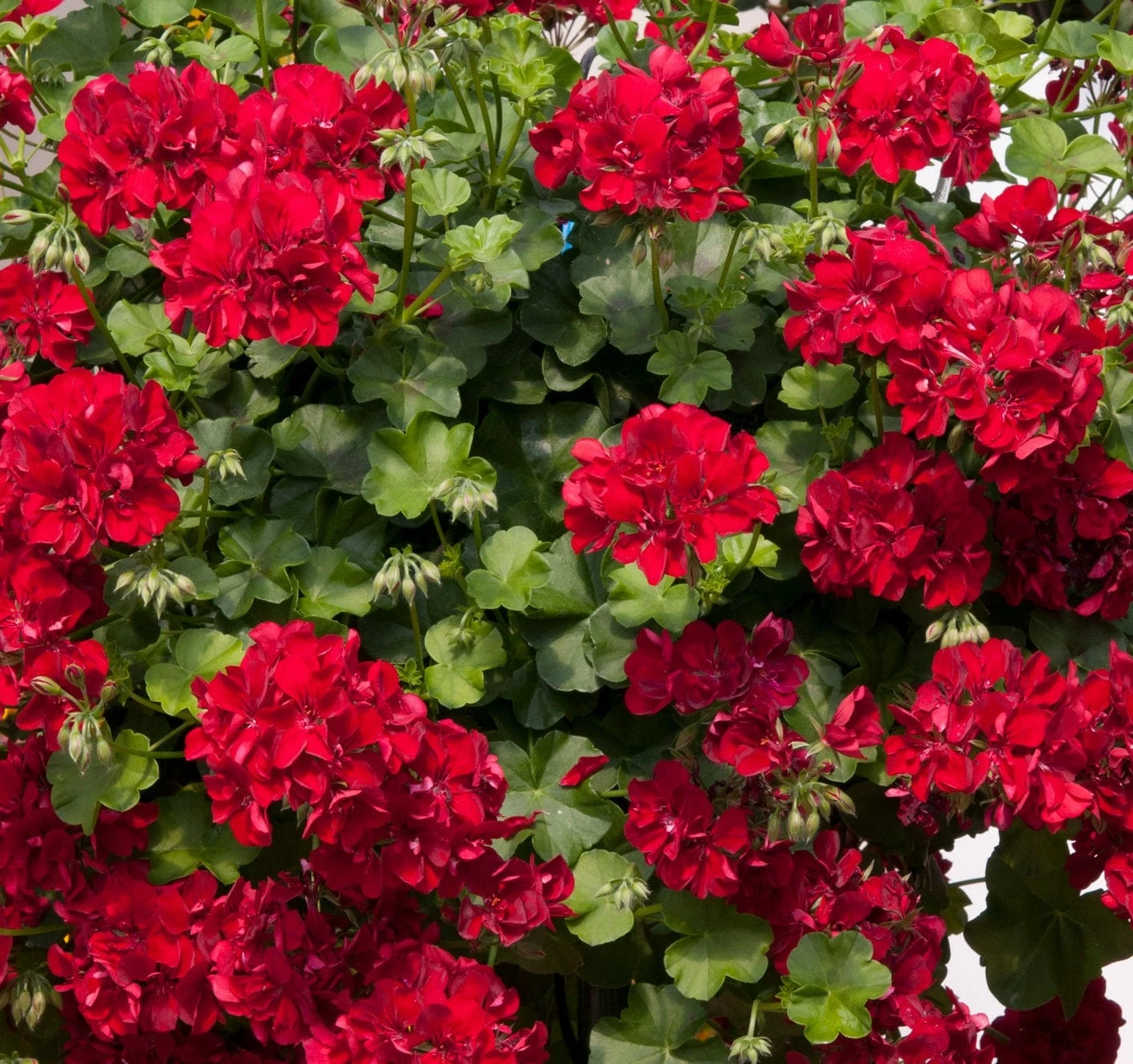Roots Plants Verbenas 12 Annuals For Hanging Baskets | The Ruby And Sapphire Collection | Geranium, Petunia & Verbena 5 Roots Plants Verbenas 12 Annuals For Hanging Baskets | The Ruby And Sapphire Collection | Geranium, Petunia & Verbena