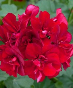 Roots Plants Verbenas 12 Annuals For Hanging Baskets | The Ruby And Sapphire Collection | Geranium, Petunia & Verbena 10 Roots Plants Verbenas 12 Annuals For Hanging Baskets | The Ruby And Sapphire Collection | Geranium, Petunia & Verbena