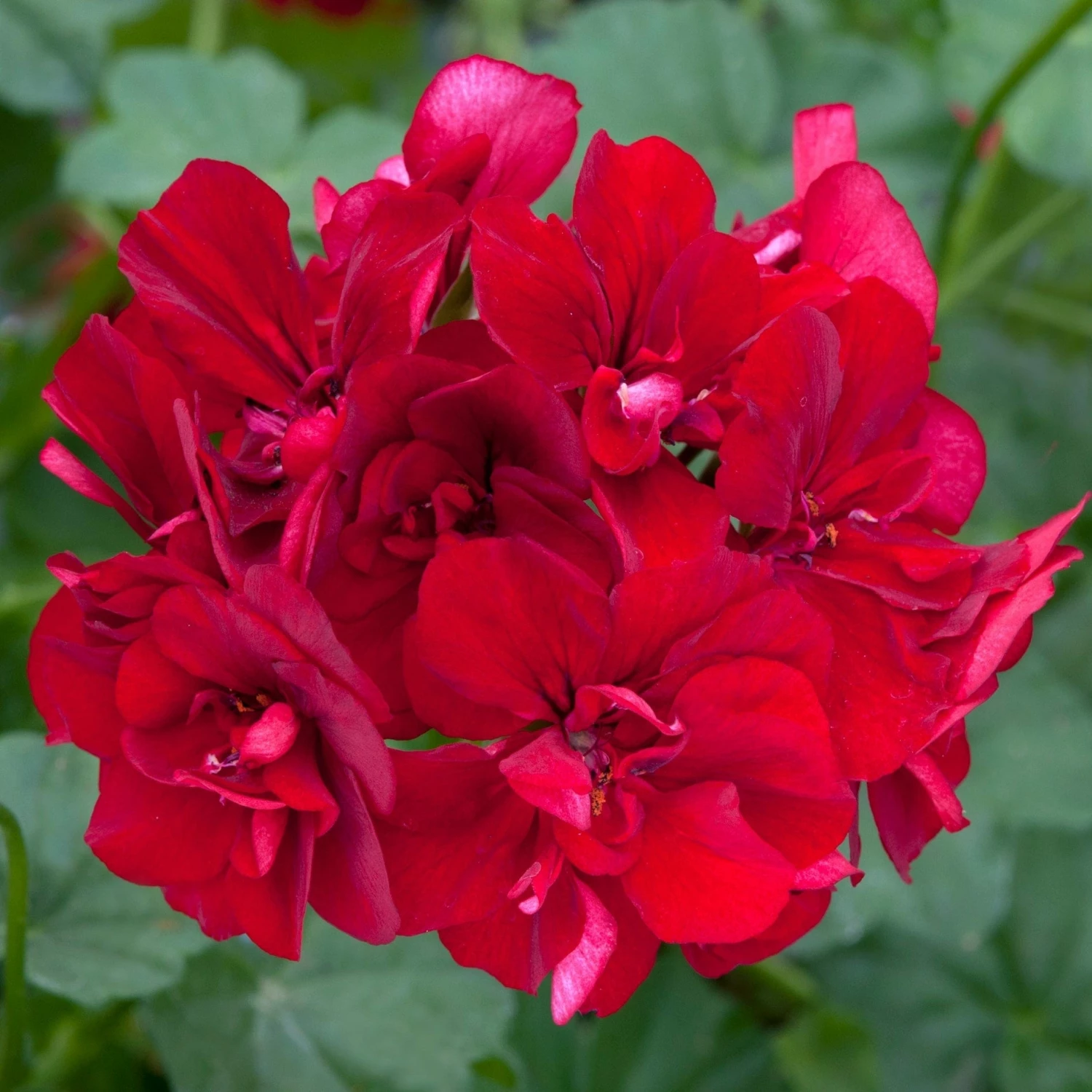 Roots Plants Verbenas 12 Annuals For Hanging Baskets | The Ruby And Sapphire Collection | Geranium, Petunia & Verbena 4 Roots Plants Verbenas 12 Annuals For Hanging Baskets | The Ruby And Sapphire Collection | Geranium, Petunia & Verbena