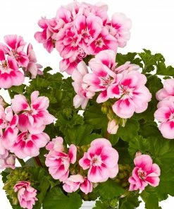 Roots Plants Geranium Zonal Smart 'Lieke Pink Eye' Jumbo Plug Plants Geraniums & Pelargoniums 10 Roots Plants Geranium Zonal Smart 'Lieke Pink Eye' Jumbo Plug Plants Geraniums & Pelargoniums