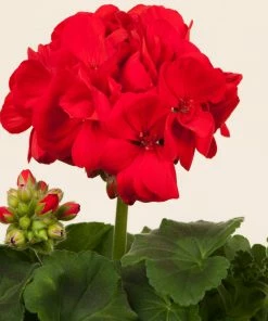 Roots Plants Geraniums & Pelargoniums Geranium Zonal Smart 'Senna Red' Jumbo Plug Plants