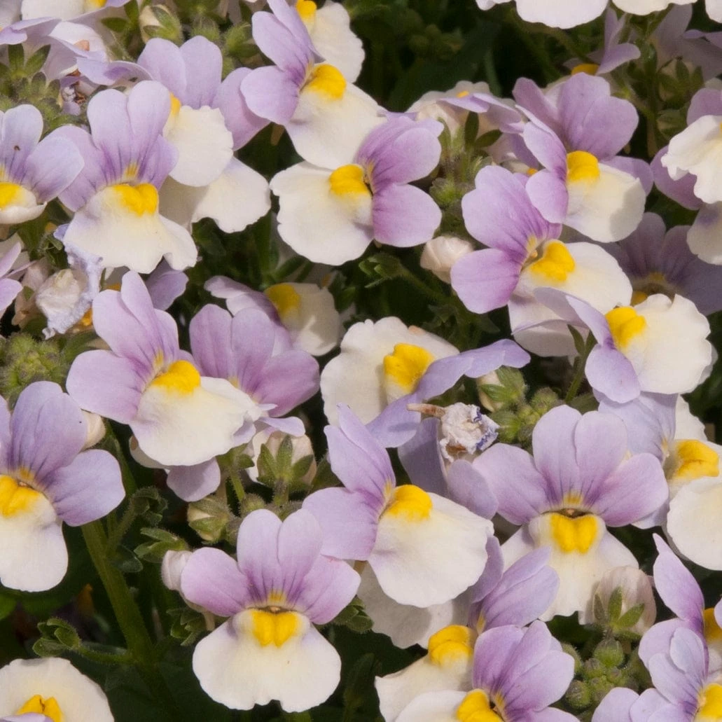 Roots Plants Nemesia 'Easter Bonnet' Jumbo Plug Plants 5 Roots Plants Nemesia 'Easter Bonnet' Jumbo Plug Plants