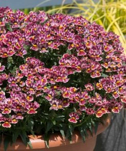 Roots Plants Nemesia Nesia 'Tutti Frutti' Jumbo Plug Plants