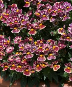 Roots Plants Nemesia Nesia 'Tutti Frutti' Jumbo Plug Plants