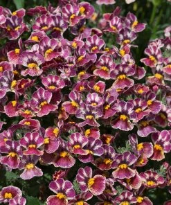 Roots Plants Nemesia Nesia 'Tutti Frutti' Jumbo Plug Plants