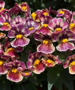 Roots Plants Nemesia Nesia 'Tutti Frutti' Jumbo Plug Plants