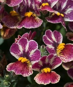 Roots Plants Nemesia Nesia 'Tutti Frutti' Jumbo Plug Plants