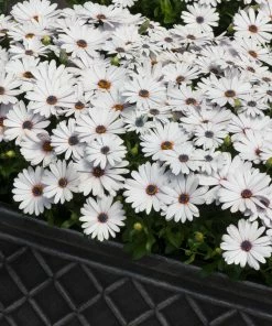 Roots Plants Osteospermum FlowerPower 'White' Jumbo Plug Plants