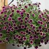 Roots Plants Petunias Petunia Cascadia 'Rim Magenta' Jumbo Plug Plants