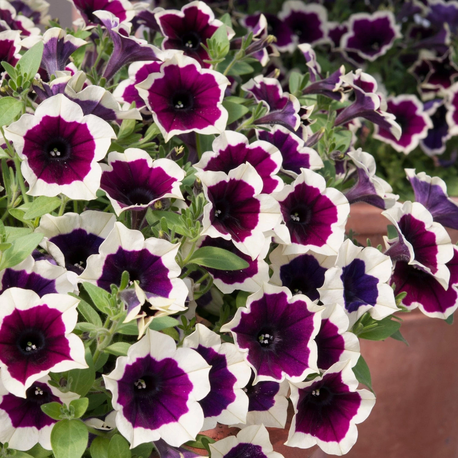 Roots Plants Petunias Petunia Cascadia 'Rim Magenta' Jumbo Plug Plants 5 Roots Plants Petunias Petunia Cascadia 'Rim Magenta' Jumbo Plug Plants