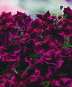 Roots Plants 12 Scented Annuals For Hanging Baskets | The Summer Breeze Collection | Nemesia & Petunias All Annual Bedding