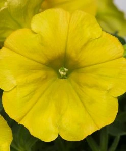 Roots Plants Petunia 'Hello Yellow' Jumbo Plug Plants 14 Roots Plants Petunia 'Hello Yellow' Jumbo Plug Plants