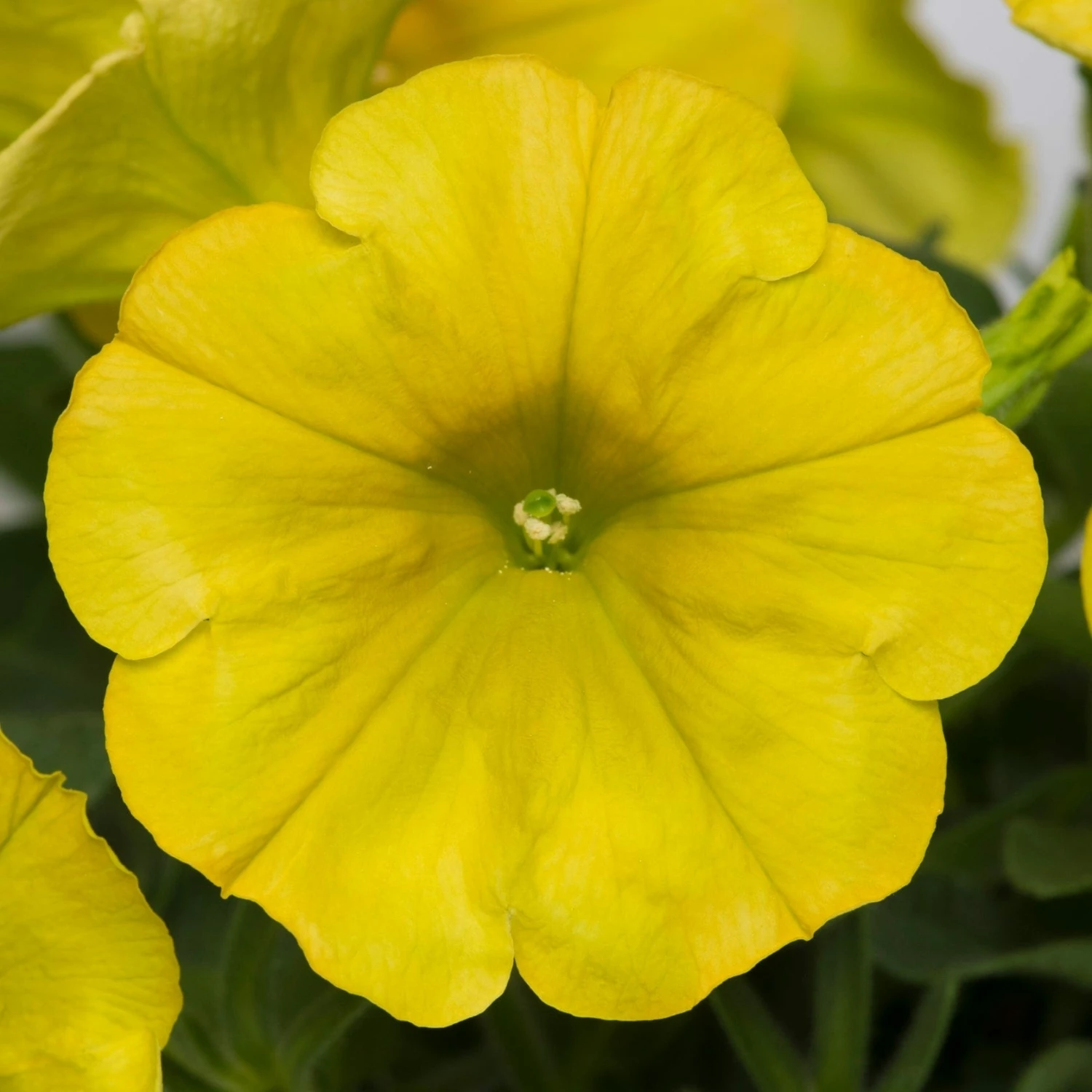Roots Plants Petunia 'Hello Yellow' Jumbo Plug Plants 8 Roots Plants Petunia 'Hello Yellow' Jumbo Plug Plants
