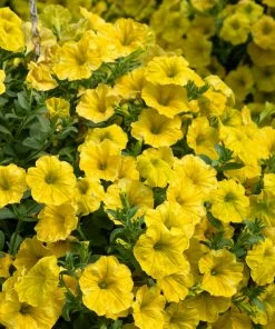 Roots Plants Verbenas 12 Annuals For Hanging Baskets | The Ruby And Sapphire Collection | Geranium, Petunia & Verbena 13 Roots Plants Verbenas 12 Annuals For Hanging Baskets | The Ruby And Sapphire Collection | Geranium, Petunia & Verbena