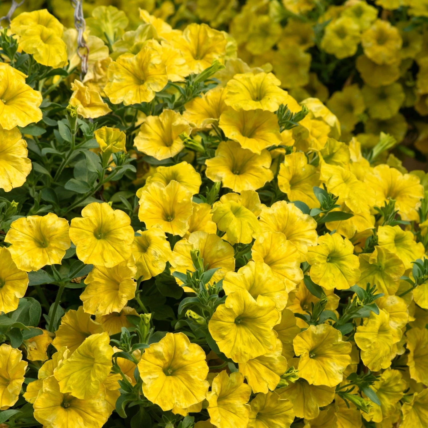 Roots Plants Verbenas 12 Annuals For Hanging Baskets | The Ruby And Sapphire Collection | Geranium, Petunia & Verbena 7 Roots Plants Verbenas 12 Annuals For Hanging Baskets | The Ruby And Sapphire Collection | Geranium, Petunia & Verbena