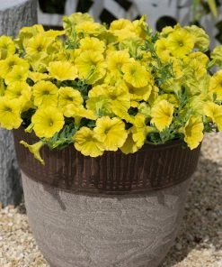 Roots Plants Petunia 'Hello Yellow' Jumbo Plug Plants 13 Roots Plants Petunia 'Hello Yellow' Jumbo Plug Plants