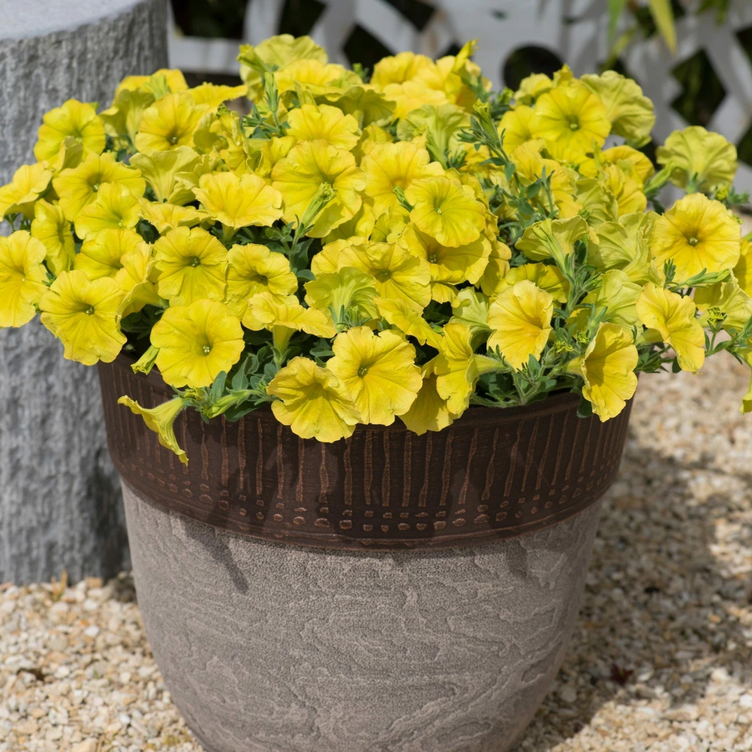 Roots Plants Petunia 'Hello Yellow' Jumbo Plug Plants 7 Roots Plants Petunia 'Hello Yellow' Jumbo Plug Plants