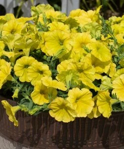Roots Plants Petunia 'Hello Yellow' Jumbo Plug Plants 12 Roots Plants Petunia 'Hello Yellow' Jumbo Plug Plants