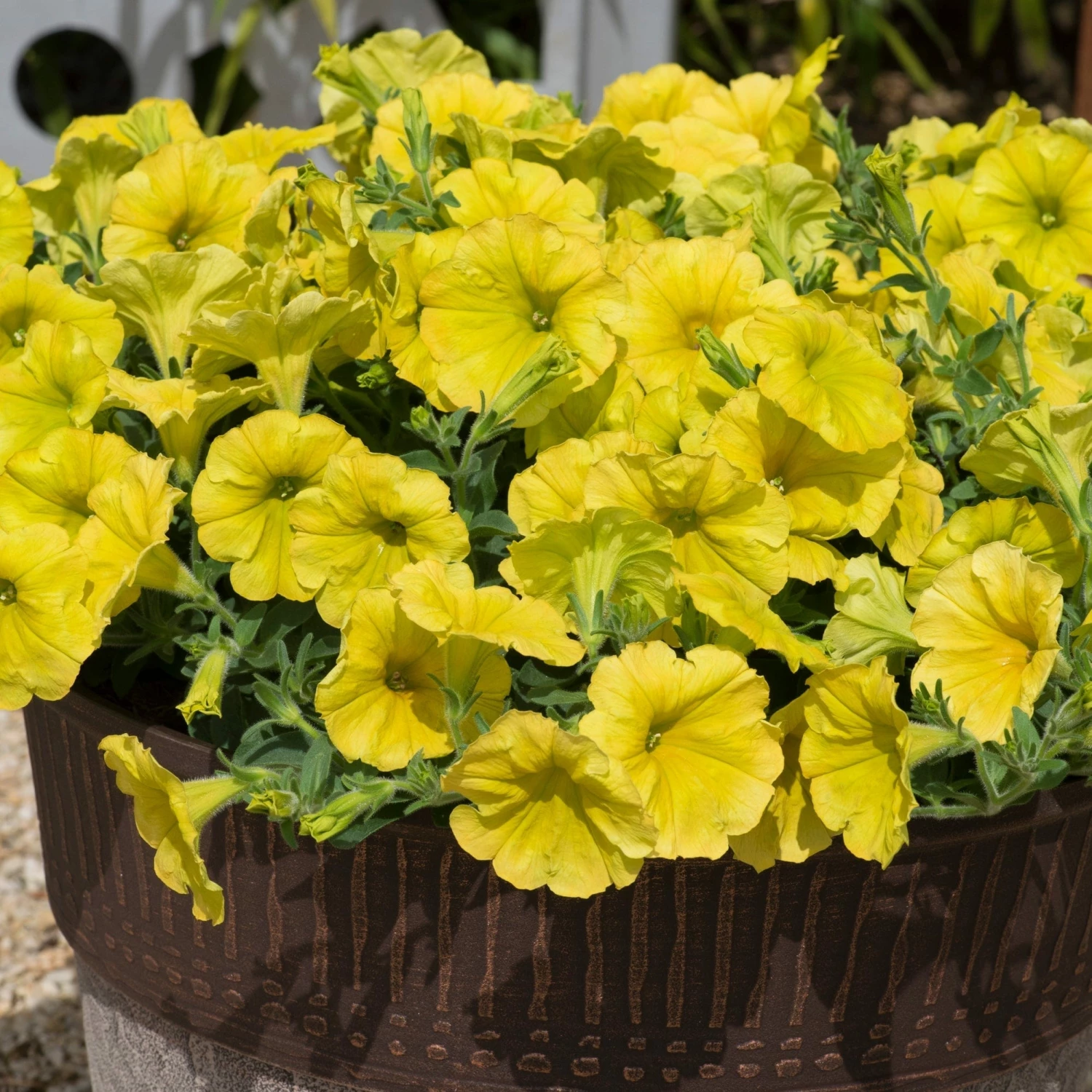 Roots Plants Petunia 'Hello Yellow' Jumbo Plug Plants 6 Roots Plants Petunia 'Hello Yellow' Jumbo Plug Plants