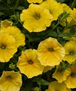 Roots Plants Petunia 'Hello Yellow' Jumbo Plug Plants 11 Roots Plants Petunia 'Hello Yellow' Jumbo Plug Plants