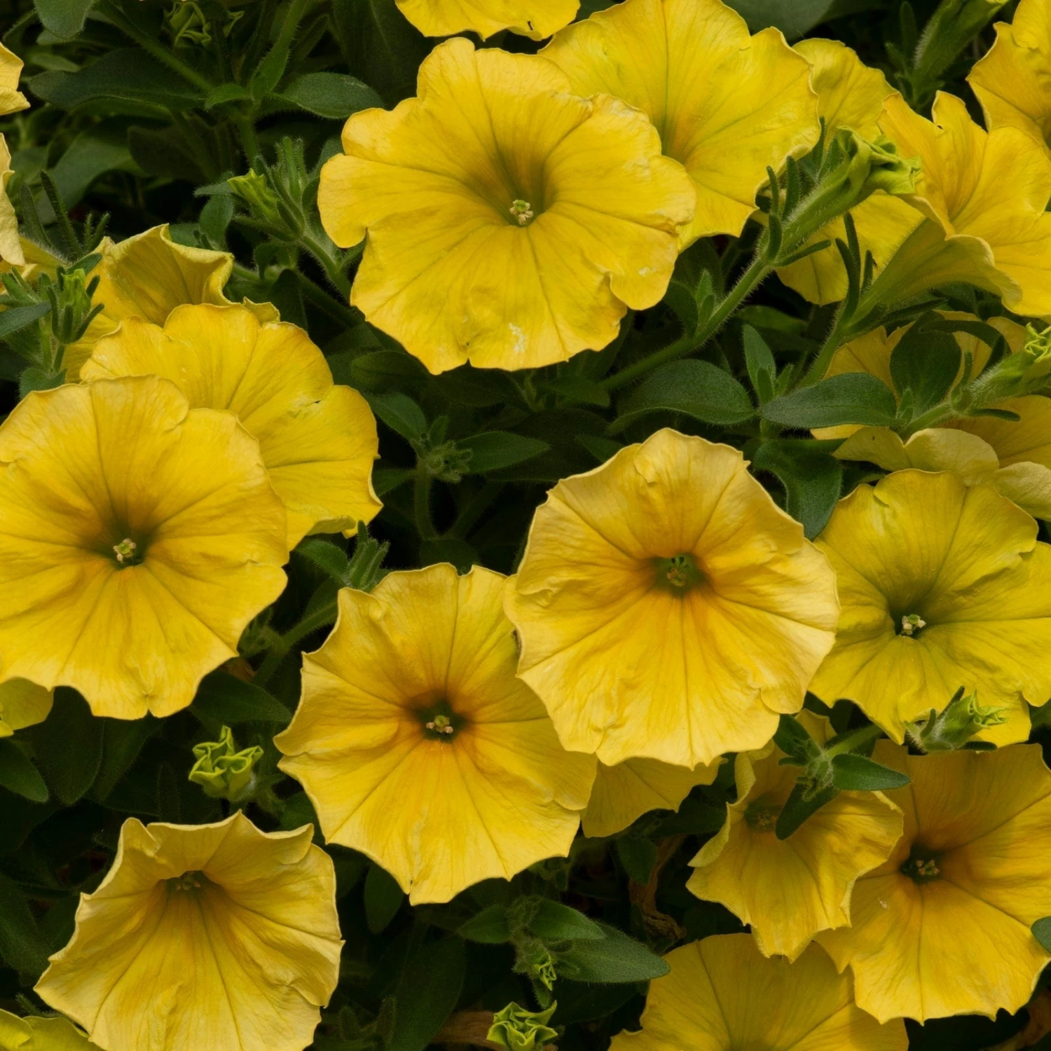 Roots Plants Petunia 'Hello Yellow' Jumbo Plug Plants 5 Roots Plants Petunia 'Hello Yellow' Jumbo Plug Plants