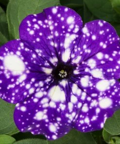 Roots Plants 12 Trailing Annuals | The Best Petunias For Hanging Baskets All Annual Bedding