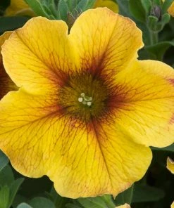 Roots Plants Petunias Petunia Petchoa 'Caramel Yellow' Jumbo Plug Plants 12 Roots Plants Petunias Petunia Petchoa 'Caramel Yellow' Jumbo Plug Plants
