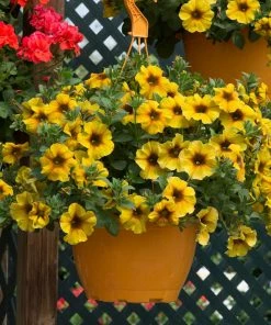 Roots Plants Petunias Petunia Petchoa 'Caramel Yellow' Jumbo Plug Plants 11 Roots Plants Petunias Petunia Petchoa 'Caramel Yellow' Jumbo Plug Plants