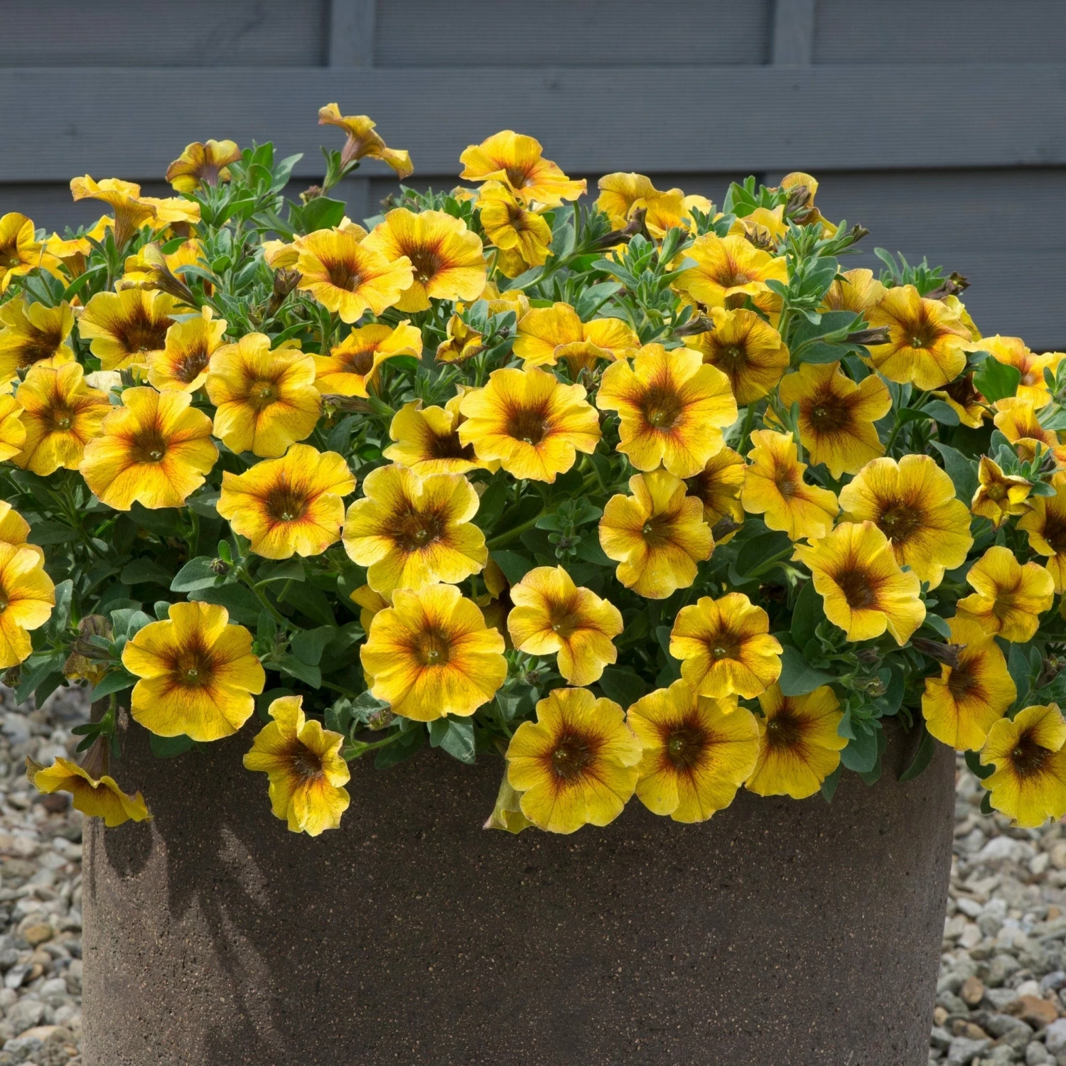Roots Plants Petunias Petunia Petchoa 'Caramel Yellow' Jumbo Plug Plants 4 Roots Plants Petunias Petunia Petchoa 'Caramel Yellow' Jumbo Plug Plants