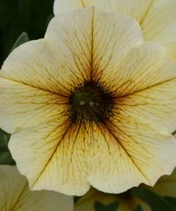 Roots Plants Dahlias 12 Annuals For Pots | The Summer Serenity Collection | Petunia, Bacopa & Dahlia 8 Roots Plants Dahlias 12 Annuals For Pots | The Summer Serenity Collection | Petunia, Bacopa & Dahlia