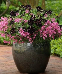 Roots Plants Petunias Petunia'Pinstripe' Jumbo Plug Plants