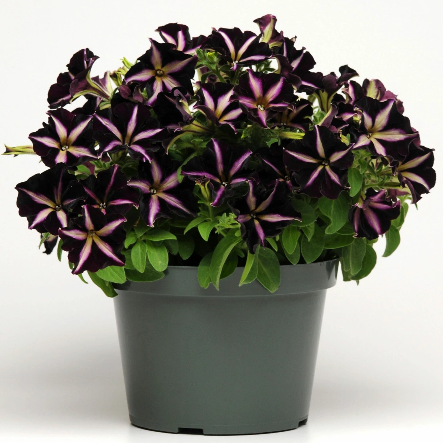 Roots Plants Petunias Petunia 'Pinstripe' Jumbo Plug Plants 6 Roots Plants Petunias Petunia 'Pinstripe' Jumbo Plug Plants