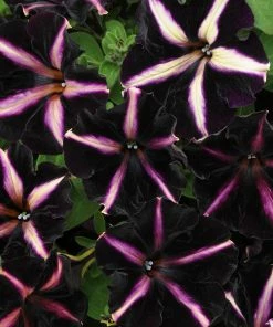 Roots Plants Petunias Petunia 'Pinstripe' Jumbo Plug Plants 9 Roots Plants Petunias Petunia 'Pinstripe' Jumbo Plug Plants