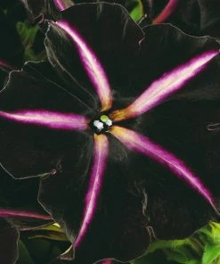 Roots Plants Petunias Petunia 'Pinstripe' Jumbo Plug Plants 8 Roots Plants Petunias Petunia 'Pinstripe' Jumbo Plug Plants