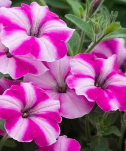Roots Plants Petunia 'Raspberry Star' Jumbo Plug Plants