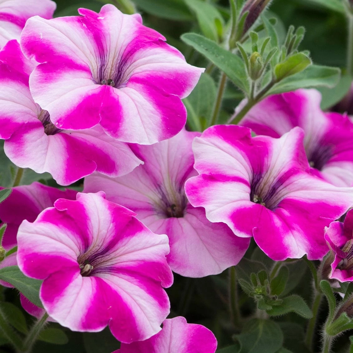 Roots Plants Busy Lizzies 12 Best Annuals For Hanging Baskets | Pink & Purple Shades | Jumbo Plug Plants 5 Roots Plants Busy Lizzies 12 Best Annuals For Hanging Baskets | Pink & Purple Shades | Jumbo Plug Plants